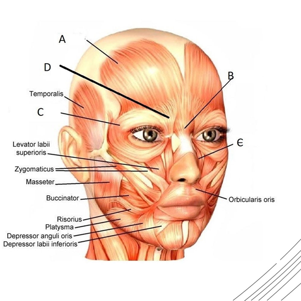 anatomy face body training